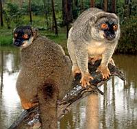 ���� ���